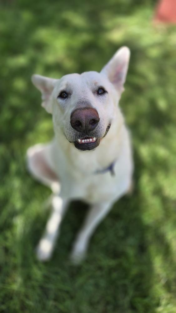 Enlarge Simon, a Adoptable mixed breed in Plymouth, MI image 3/6