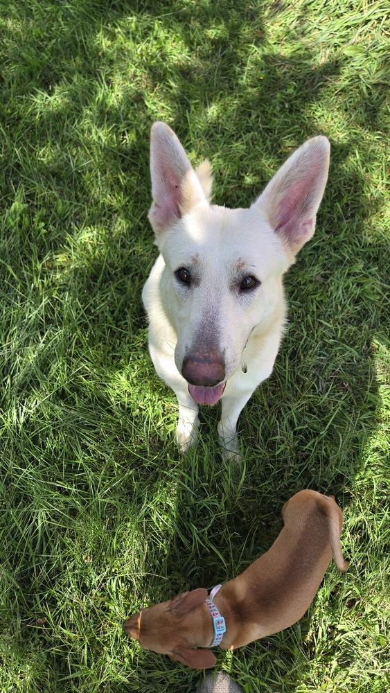 Enlarge Simon, a Adoptable mixed breed in Plymouth, MI image 4/6