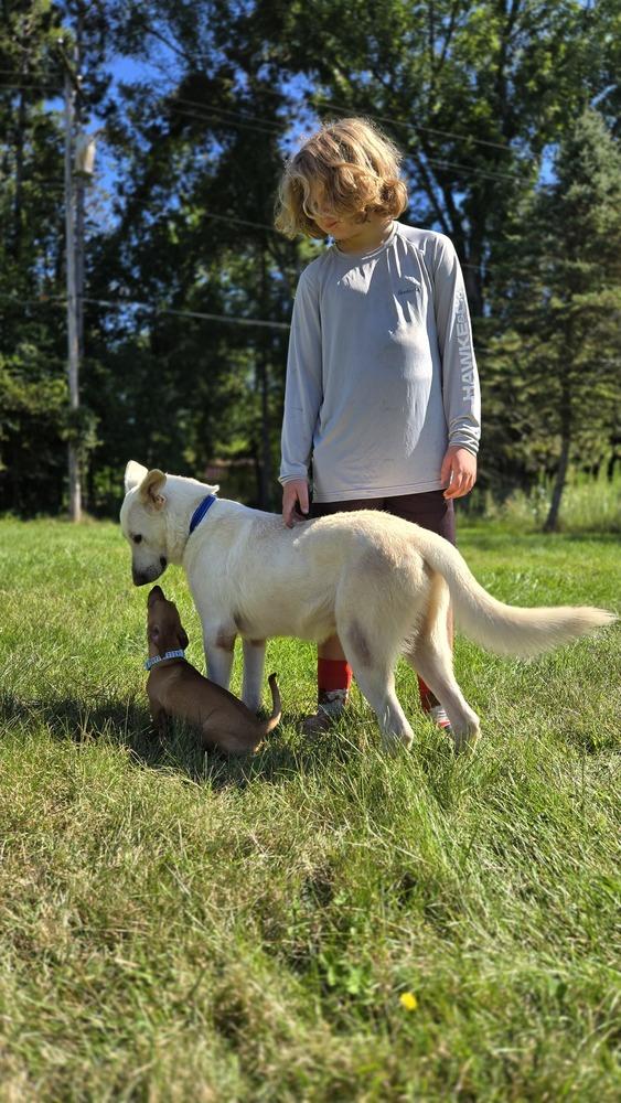 Enlarge Simon, a Adoptable mixed breed in Plymouth, MI image 5/6