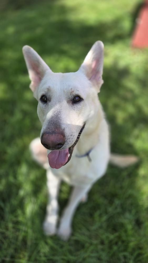 Enlarge Simon, a Adoptable mixed breed in Plymouth, MI image 6/6