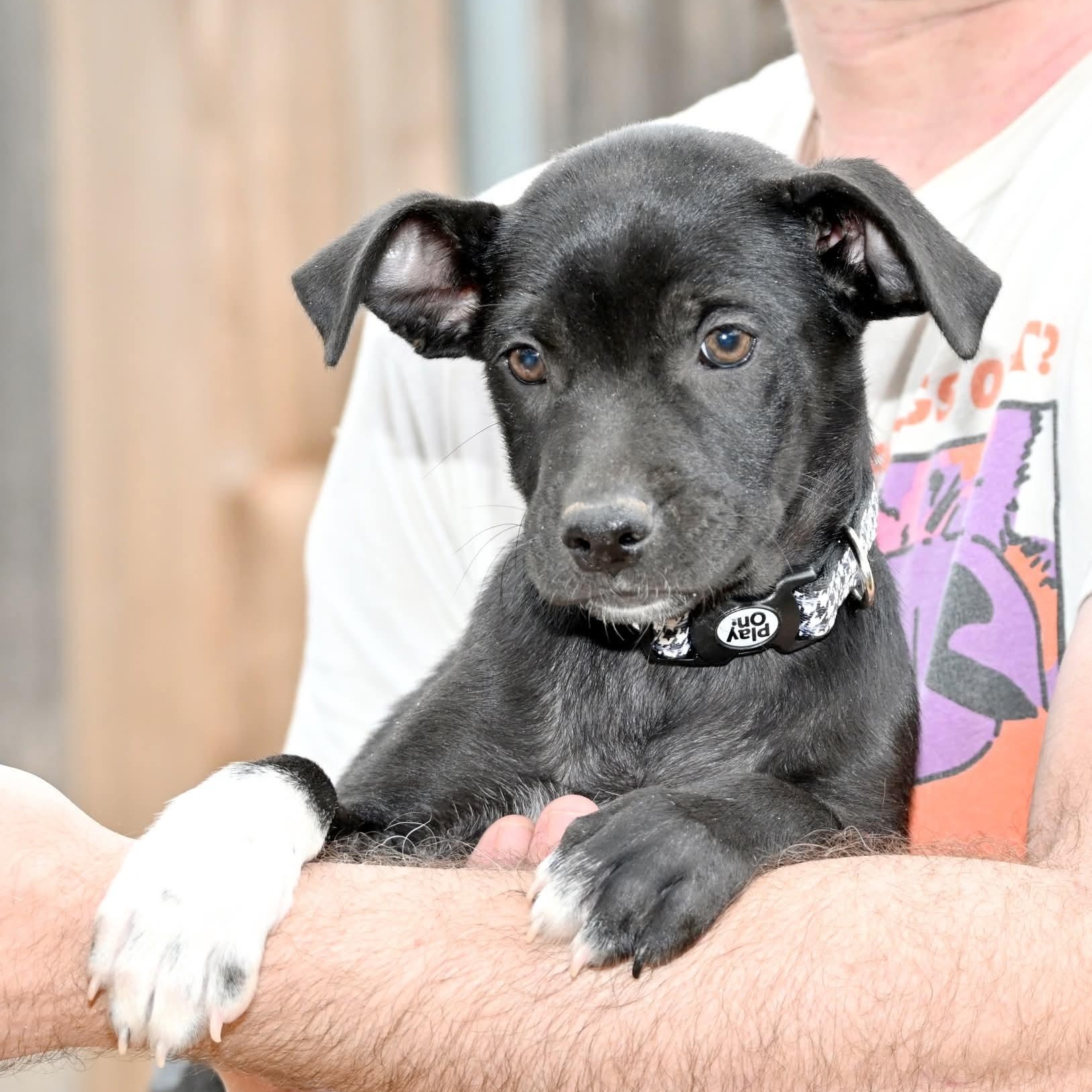 Enlarge Paulette, an adopted mixed breed in Winchester, VA image 6/6