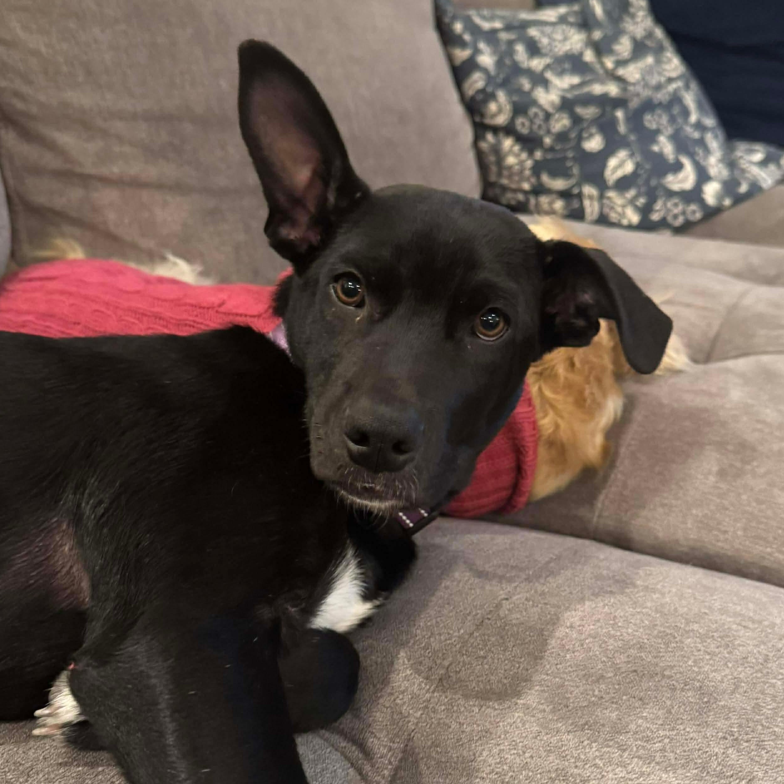 Enlarge Paulette, an adopted mixed breed in Winchester, VA image 2/6