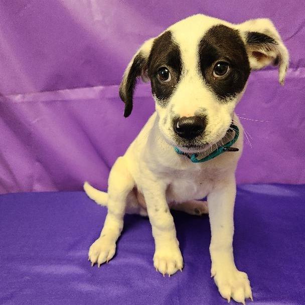 Enlarge Wentworth, a Adoptable mixed breed in North Myrtle Beach, SC image 1/2