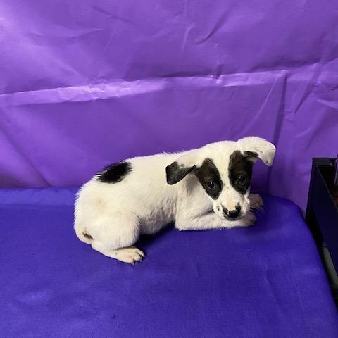 Enlarge Wentworth, a Adoptable mixed breed in North Myrtle Beach, SC image 2/2