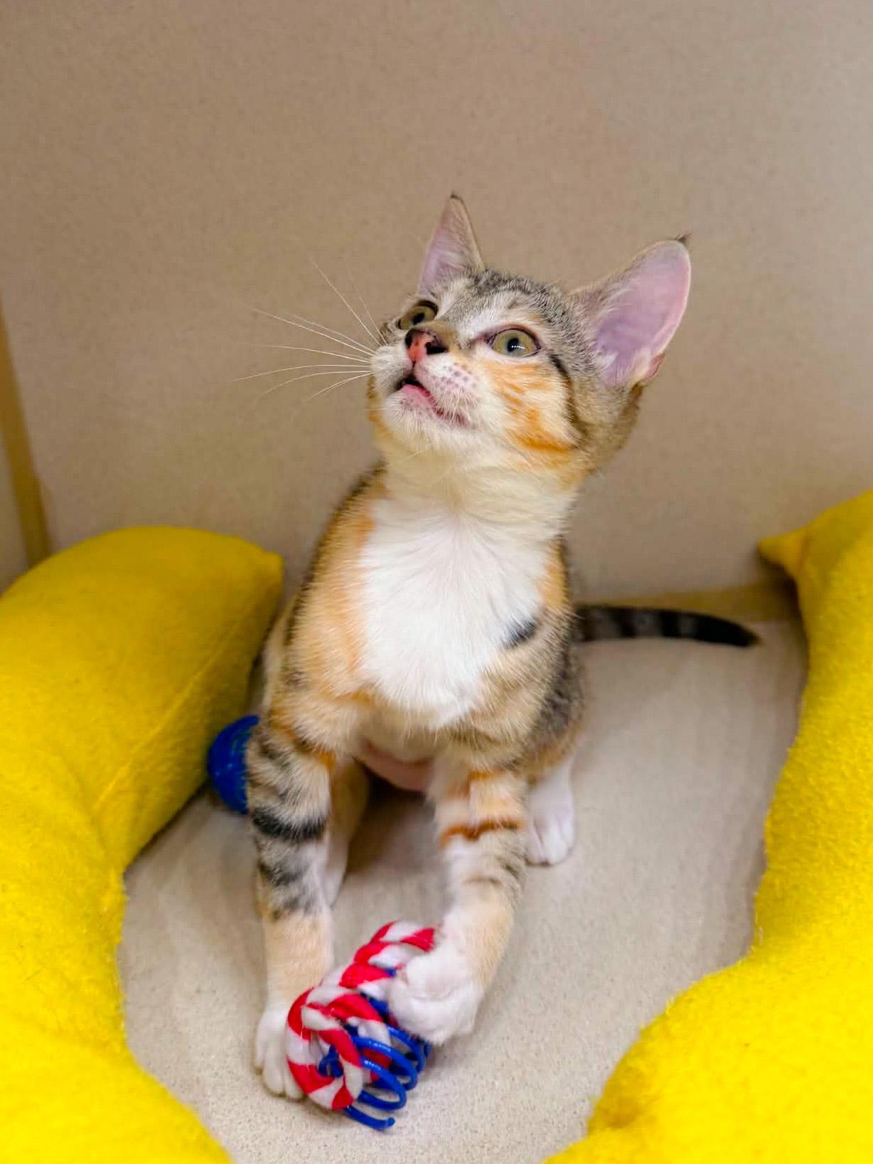 Maura, a Adoptable Domestic Short Hair in Naples, FL image 5/6