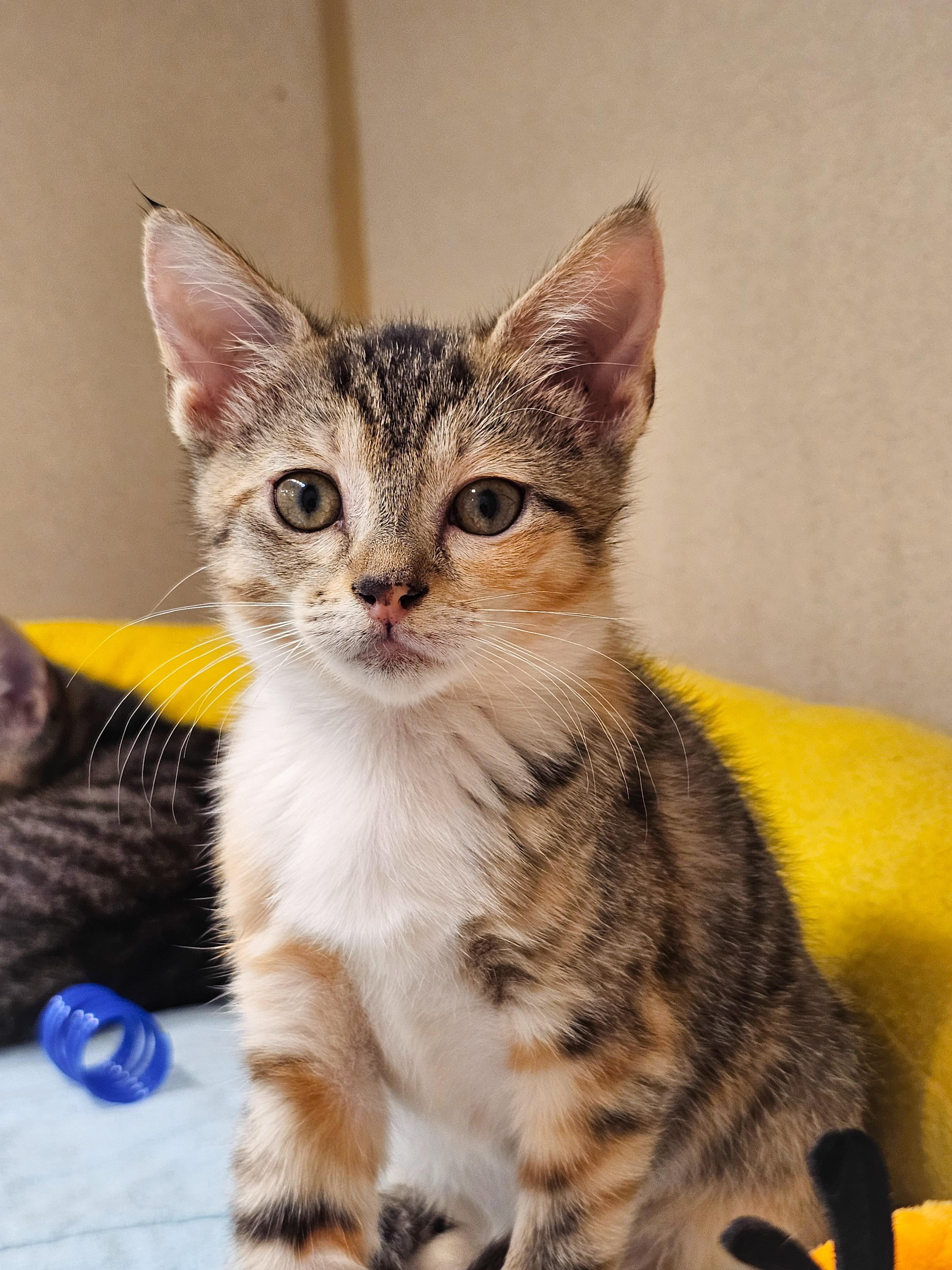 Maura, a Adoptable Domestic Short Hair in Naples, FL image 1/6