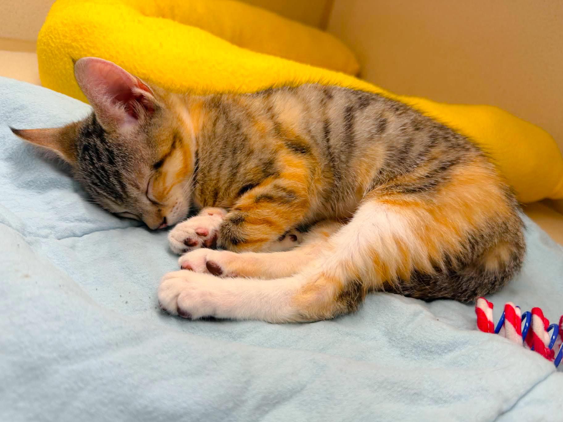 Maura, a Adoptable Domestic Short Hair in Naples, FL image 6/6