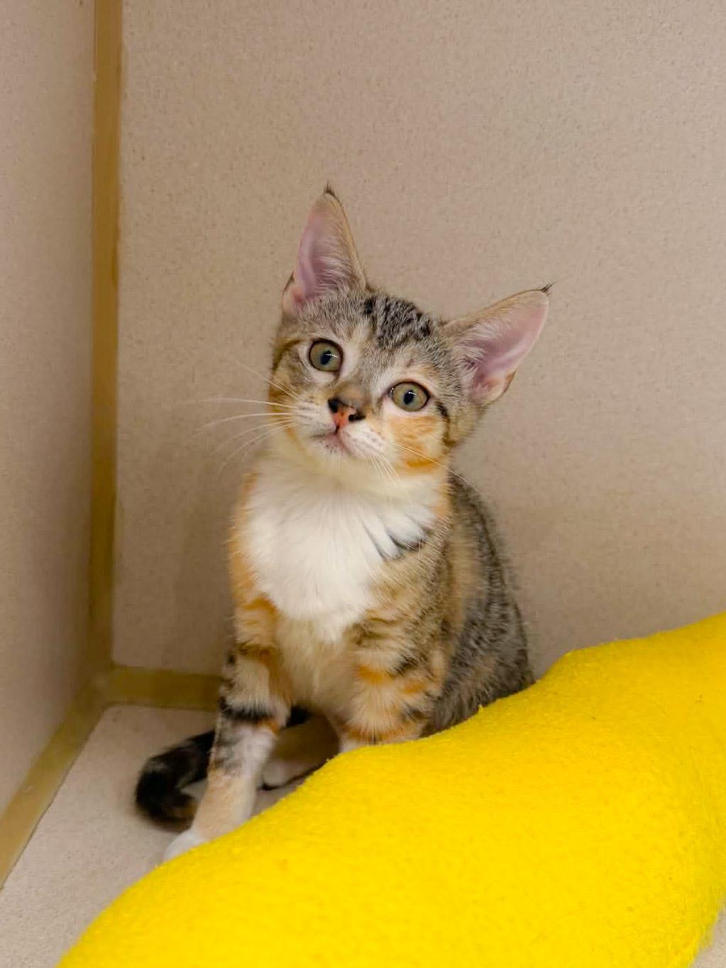 Maura, a Adoptable Domestic Short Hair in Naples, FL image 4/6