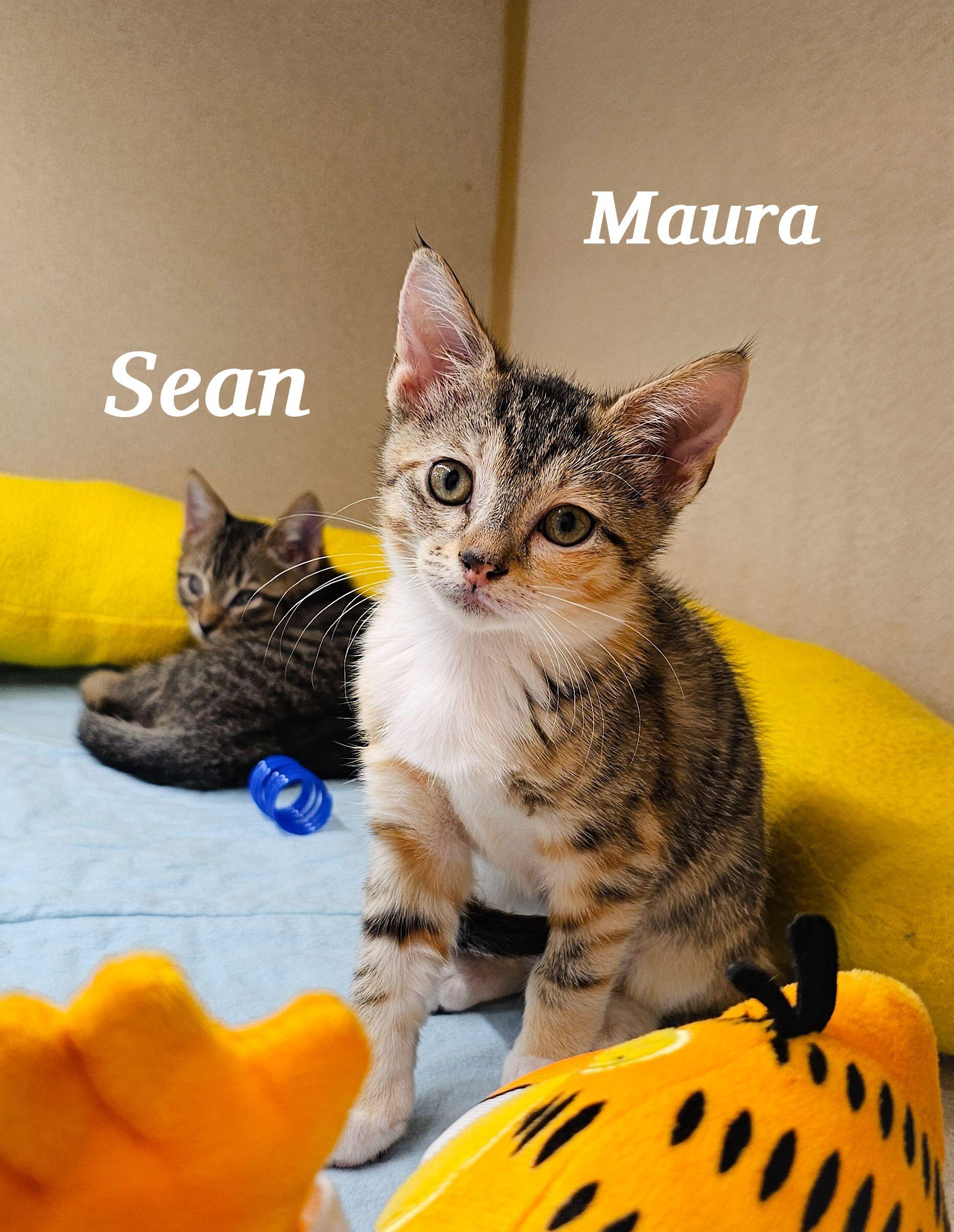 Maura, a Adoptable Domestic Short Hair in Naples, FL image 2/6