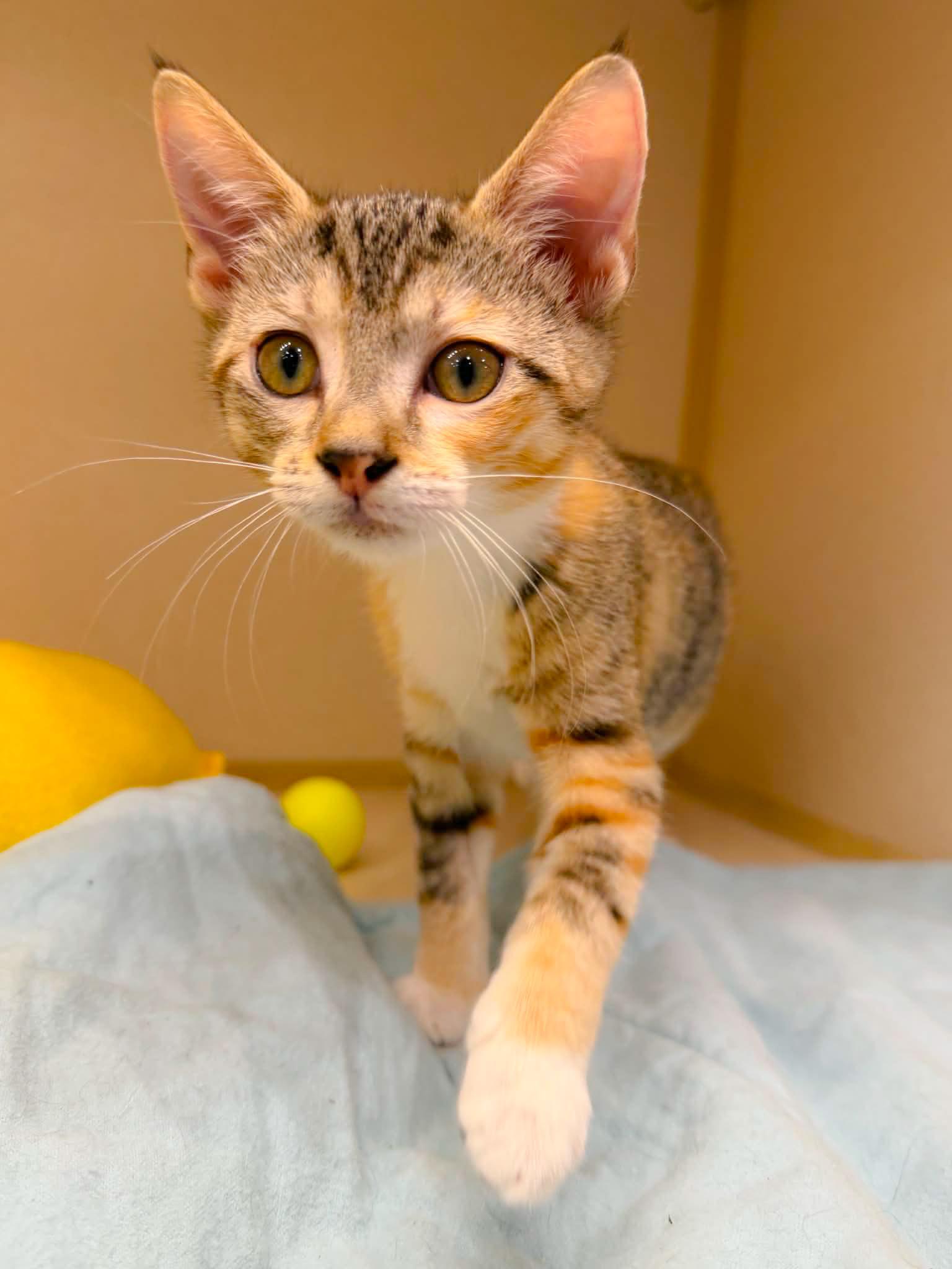 Maura, a Adoptable Domestic Short Hair in Naples, FL image 3/6