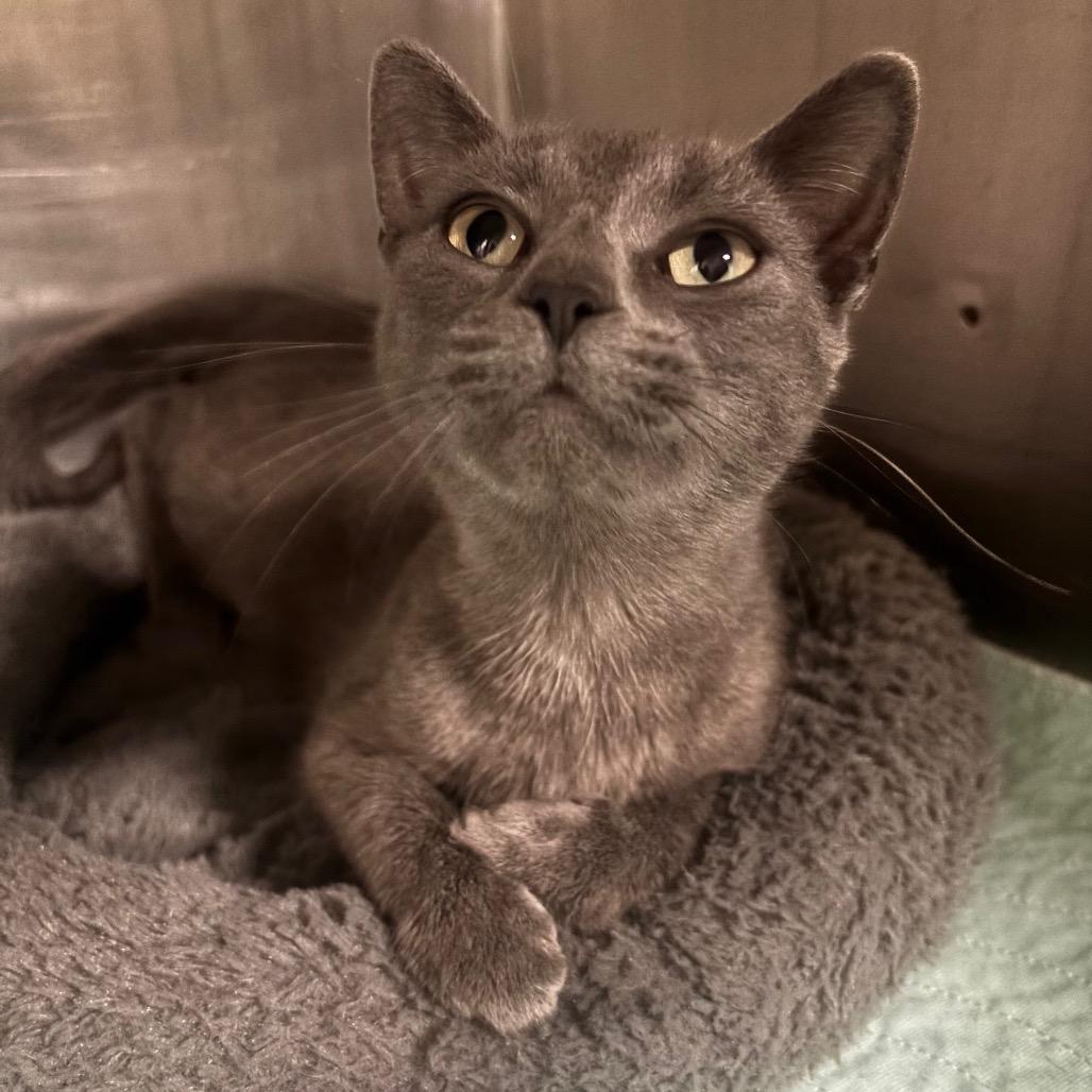 Gracie 102C25, Adoptable, Young Female Domestic Short Hair & Domestic Short Hair.