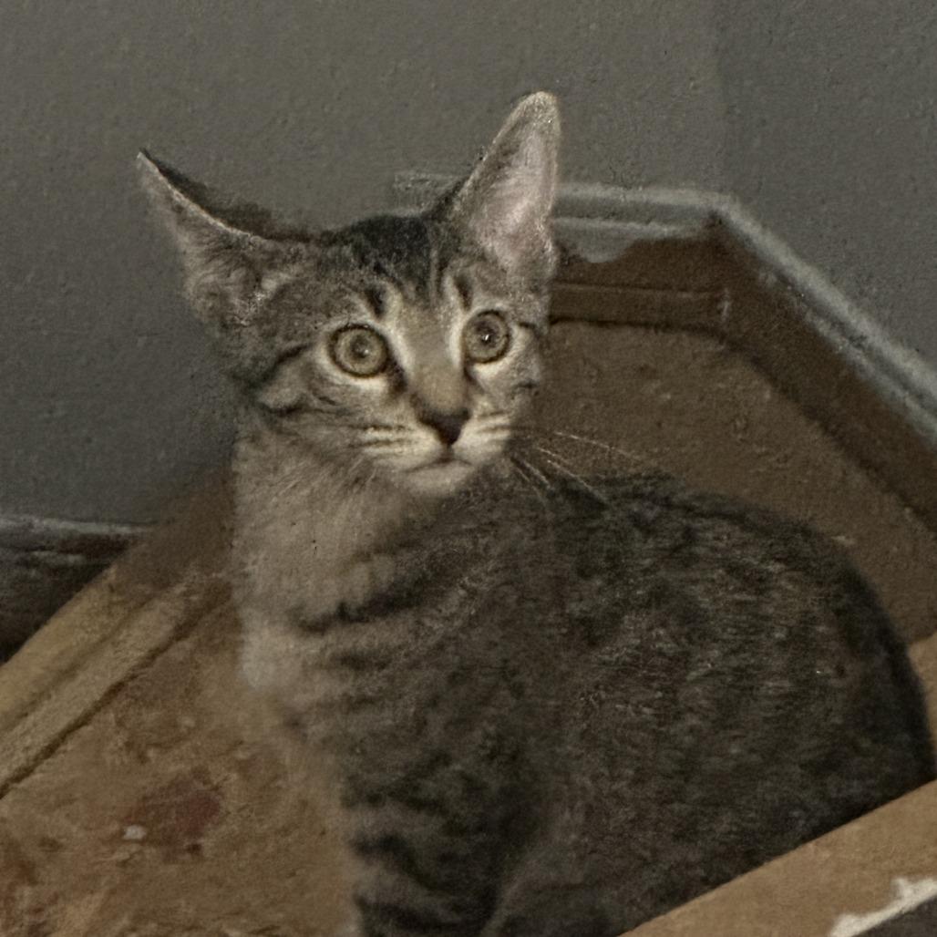 Columbia, Adoptable, Kitten Female Domestic Short Hair.