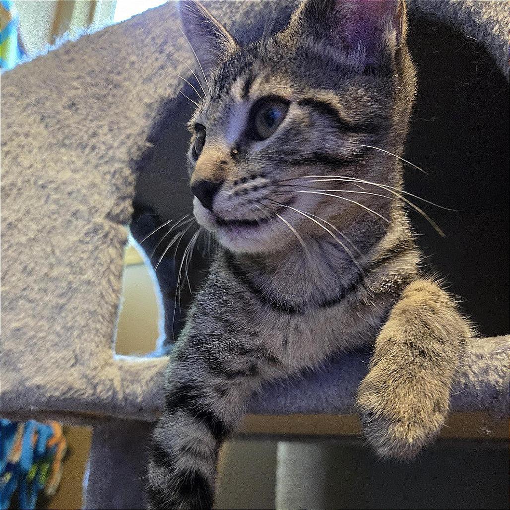 Columbia, Adoptable, Kitten Female Domestic Short Hair.