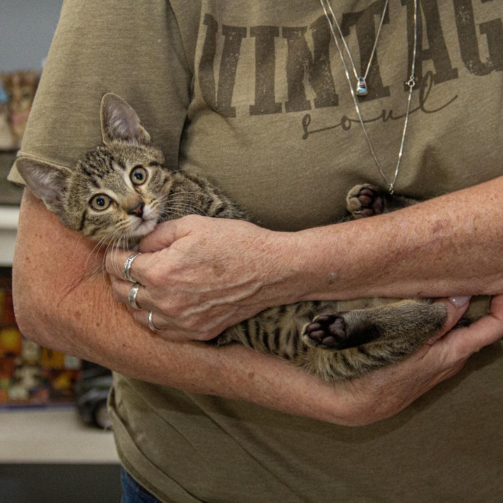 Columbia, a Adoptable Domestic Short Hair in Wichita, KS image 2/6