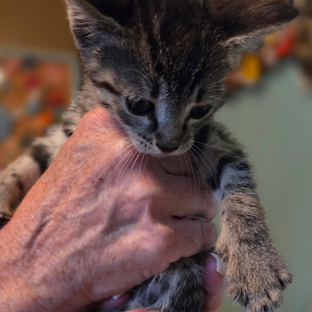 Columbia, a Adoptable Domestic Short Hair in Wichita, KS image 1/3