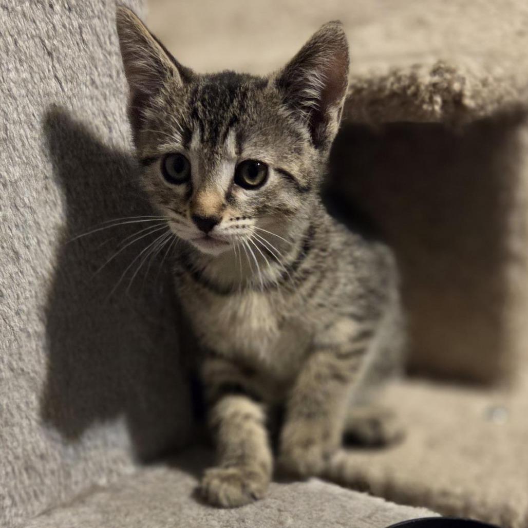 Columbia, a Adoptable Domestic Short Hair in Wichita, KS image 2/3