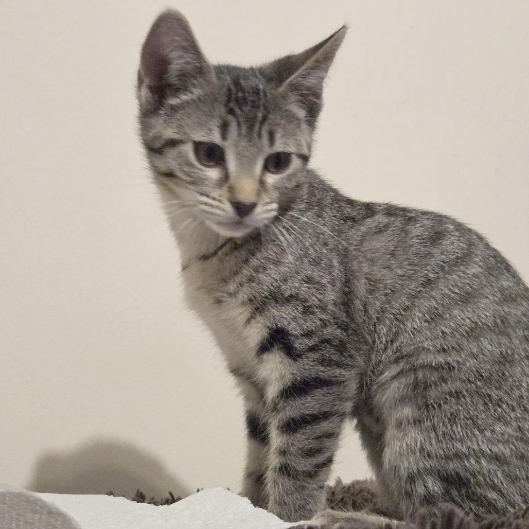 Columbia, a Adoptable Domestic Short Hair in Wichita, KS image 4/6