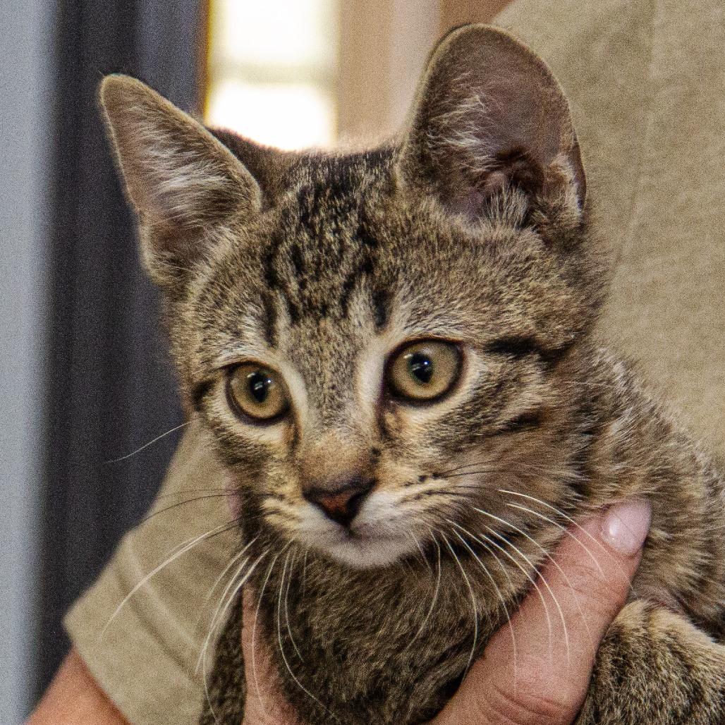 Columbia, a Adoptable Domestic Short Hair in Wichita, KS image 3/6