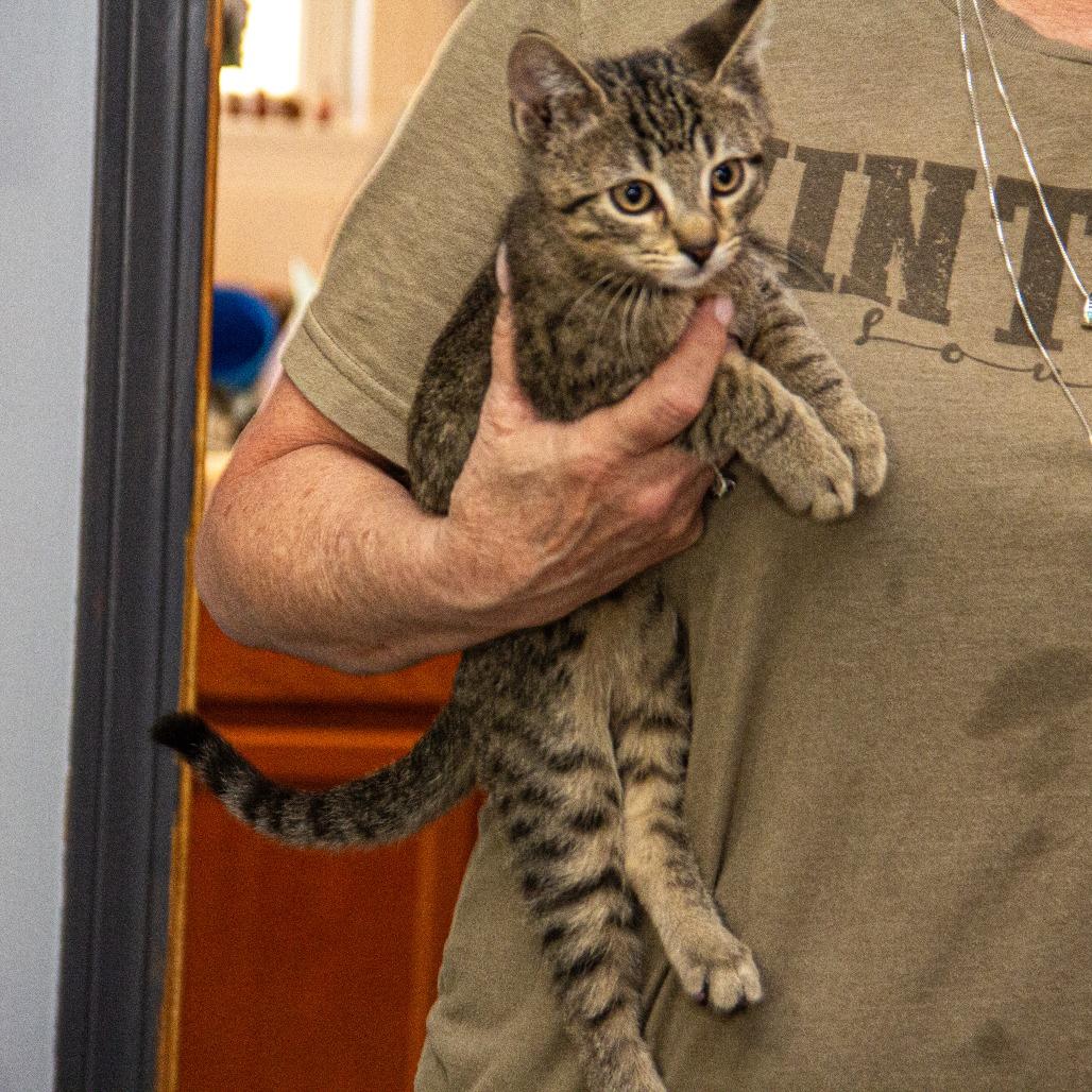 Columbia, a Adoptable Domestic Short Hair in Wichita, KS image 4/6