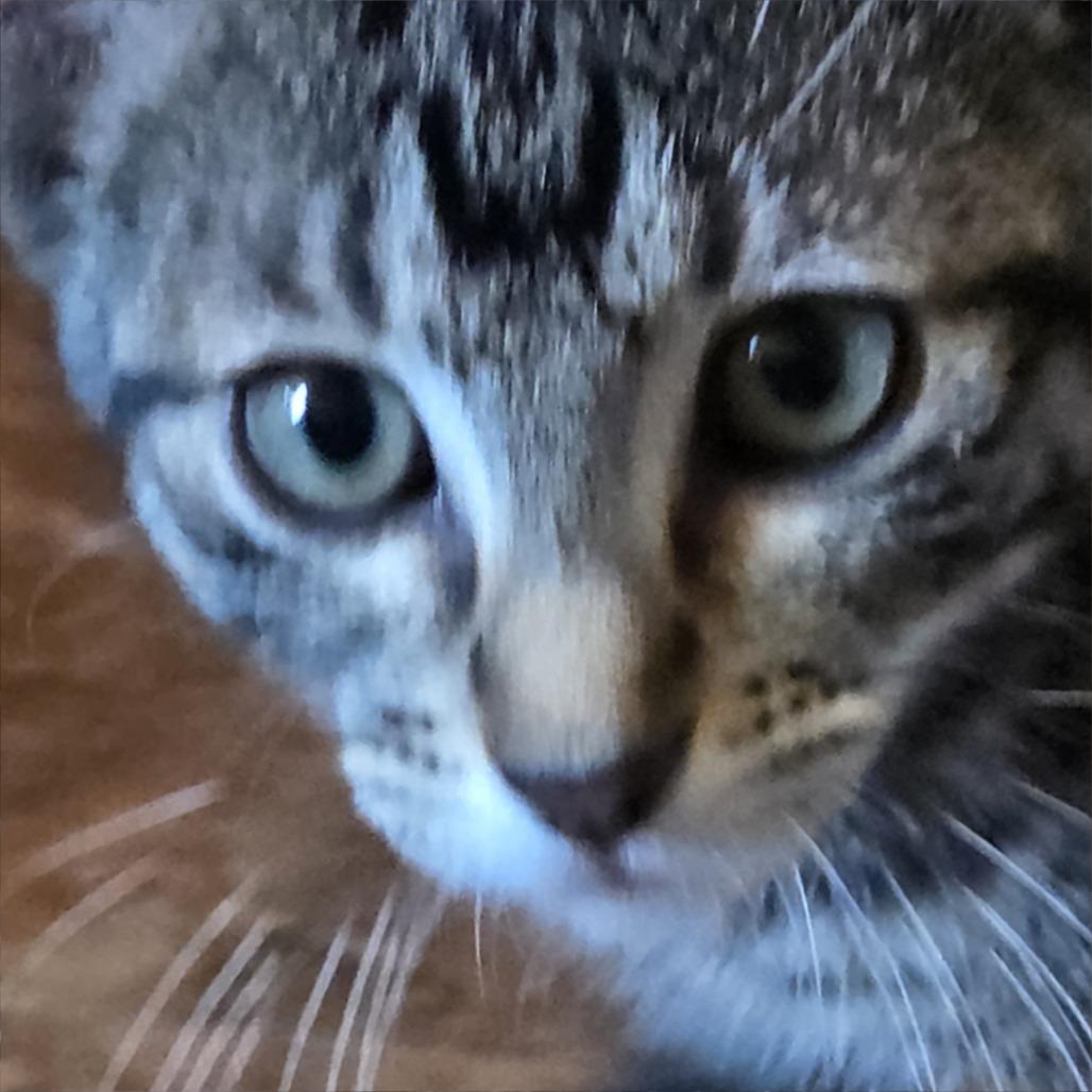 Columbia, a Adoptable Domestic Short Hair in Wichita, KS image 3/3