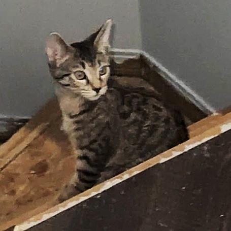 Columbia, a Adoptable Domestic Short Hair in Wichita, KS image 5/6