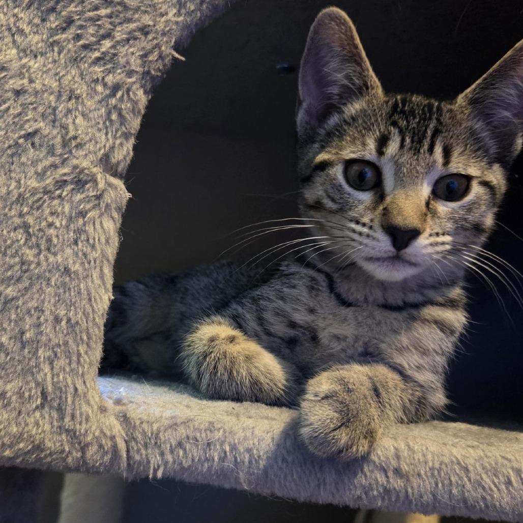 Columbia, a Adoptable Domestic Short Hair in Wichita, KS image 6/6