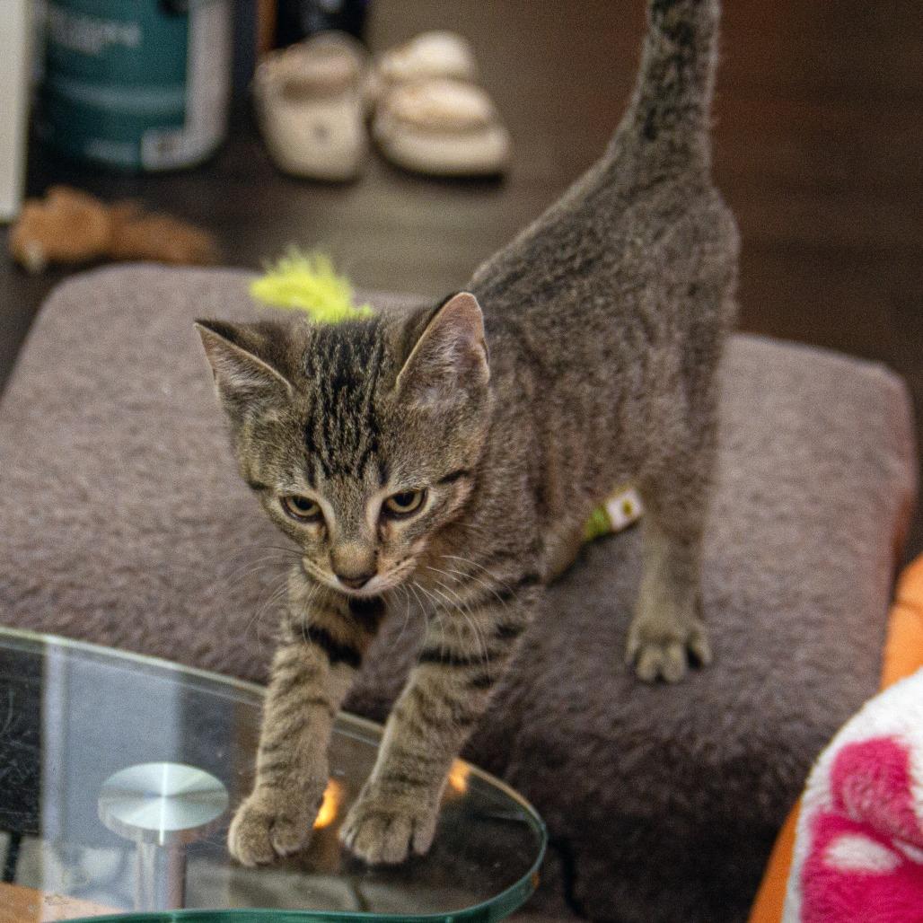 Columbia, a Adoptable Domestic Short Hair in Wichita, KS image 6/6