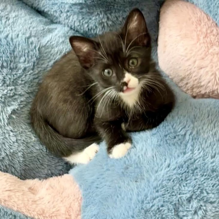 Enlarge Matcha (Cheri), an adopted Domestic Short Hair in Woodland Hills, CA image 1/4