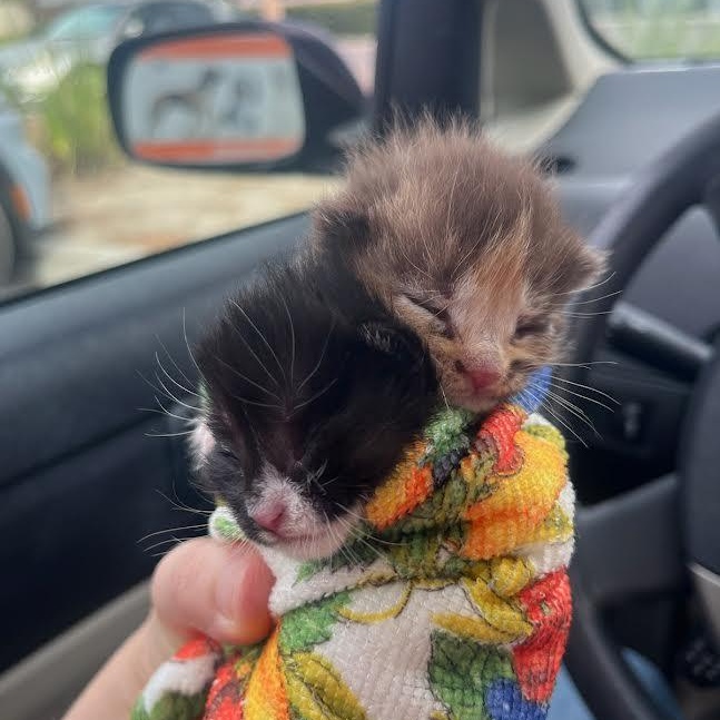 Enlarge Matcha (Cheri), an adopted Domestic Short Hair in Woodland Hills, CA image 3/4