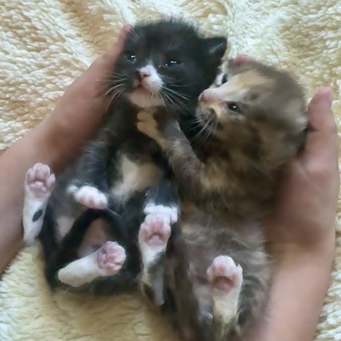 Enlarge Matcha (Cheri), an adopted Domestic Short Hair in Woodland Hills, CA image 4/4