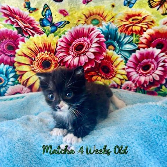 Enlarge Matcha (Cheri), an adopted Domestic Short Hair in Woodland Hills, CA image 2/4