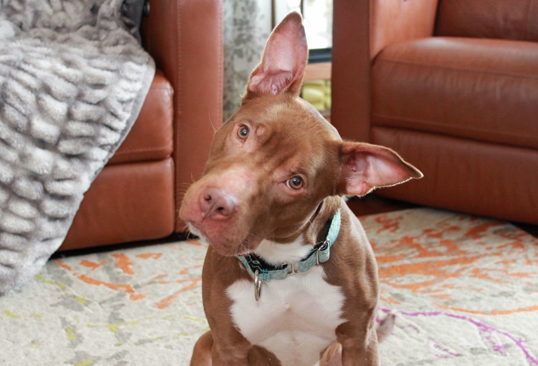 Francine, a Adoptable Terrier in Sioux Falls, SD image 1/6