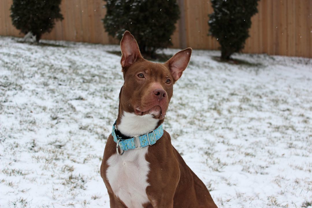 Francine, a Adoptable Terrier in Sioux Falls, SD image 2/6