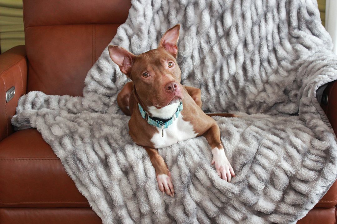 Francine, a Adoptable Terrier in Sioux Falls, SD image 3/6