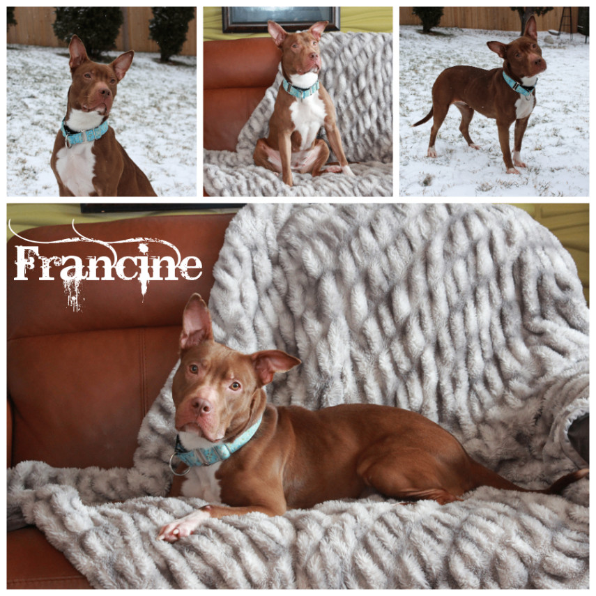 Francine, adoptable, Adult Female Terrier.