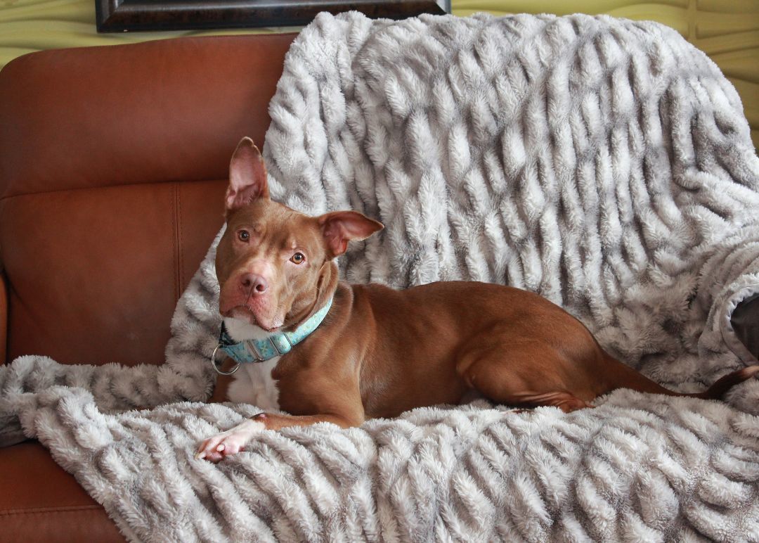 Francine, a Adoptable Terrier in Sioux Falls, SD image 5/6