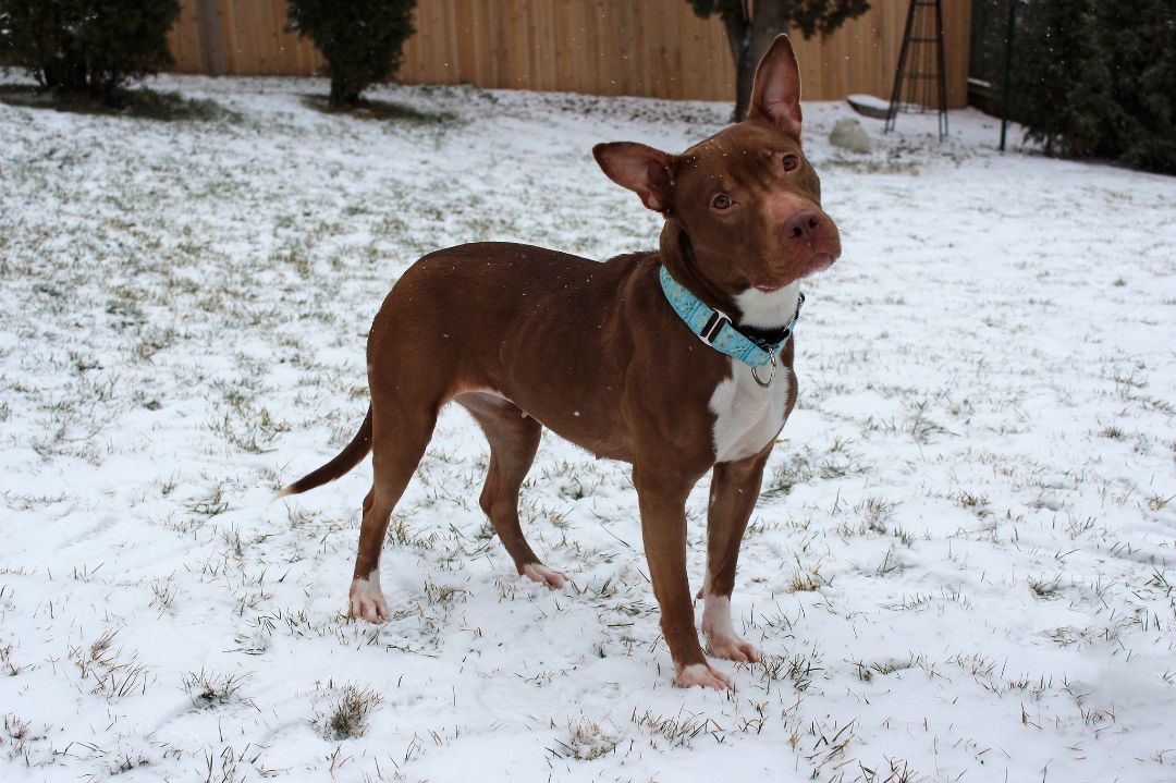 Francine, a Adoptable Terrier in Sioux Falls, SD image 6/6