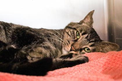 Pepper, a Adoptable Domestic Short Hair in Sanford, FL image 1/3