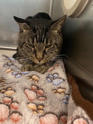 Pepper, a Adoptable Domestic Short Hair in Sanford, FL image 2/3