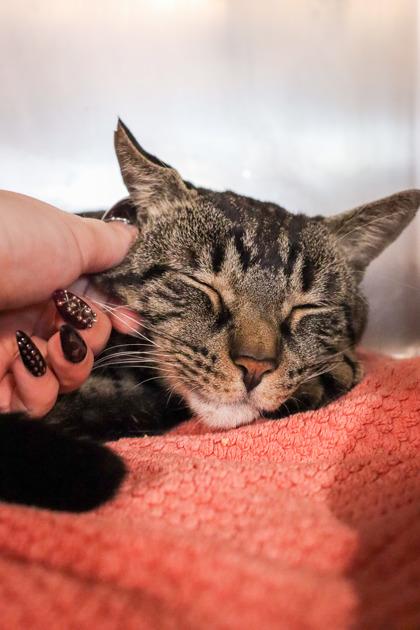 Pepper, Adoptable, Adult Male Domestic Short Hair & Domestic Short Hair.