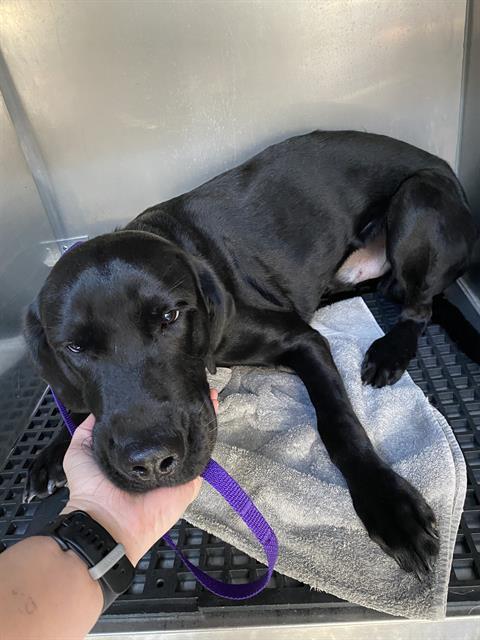 APPLESAUCE, Adoptable, Young Male Labrador Retriever.