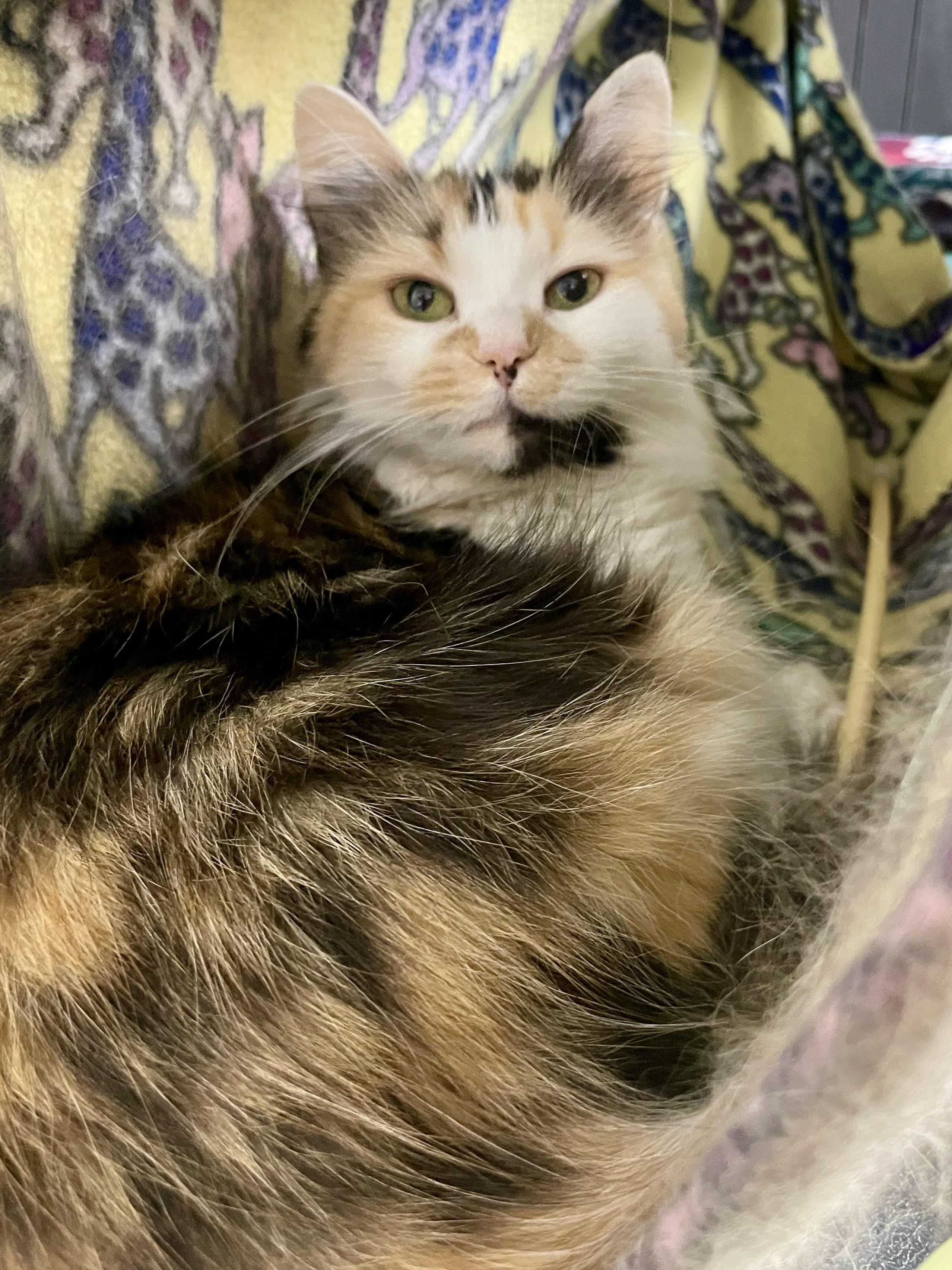 Fancy, ADOPTABLE, Adult Female Domestic Medium Hair.
