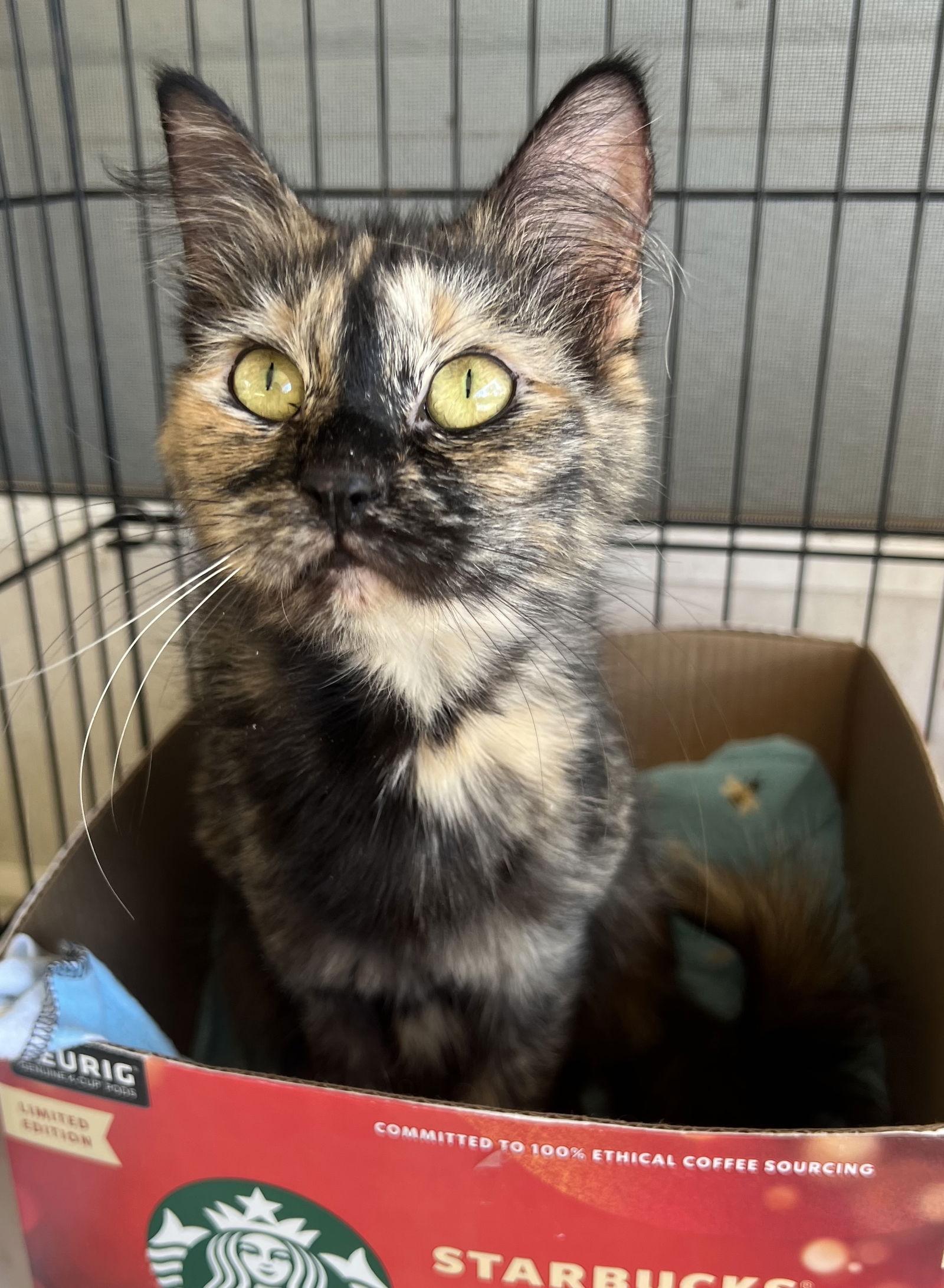 Delilah, Adoptable, Adult Female Tortoiseshell & Domestic Short Hair.