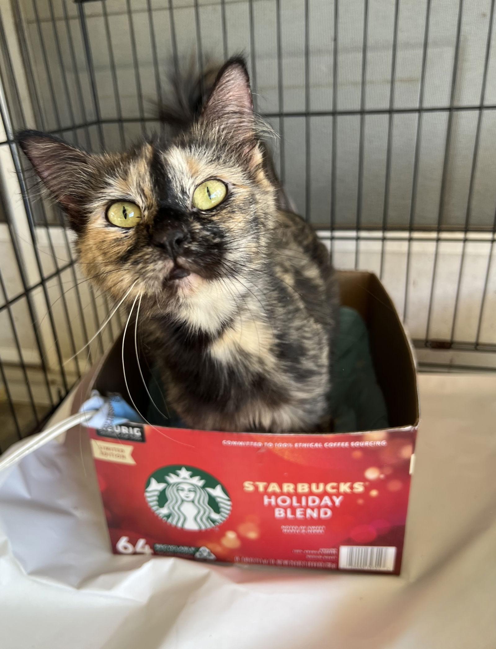 Enlarge Delilah, a Adoptable mixed breed in Hammond, LA image 3/3