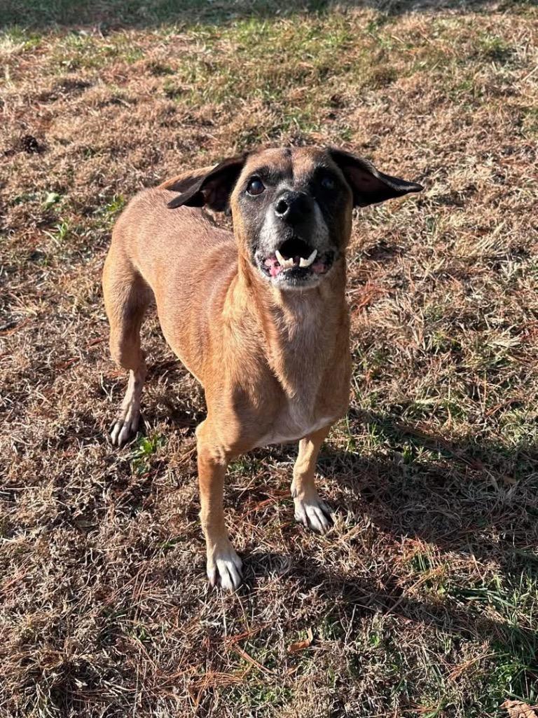 Jax, Adoptable, Adult Male Chihuahua & Boxer.