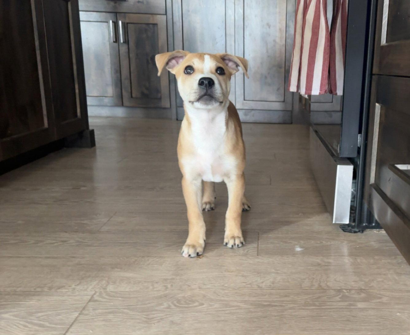 Enlarge Noodles & Co, a Adopted Cattle Dog in Salt Lake City, UT image 1/3