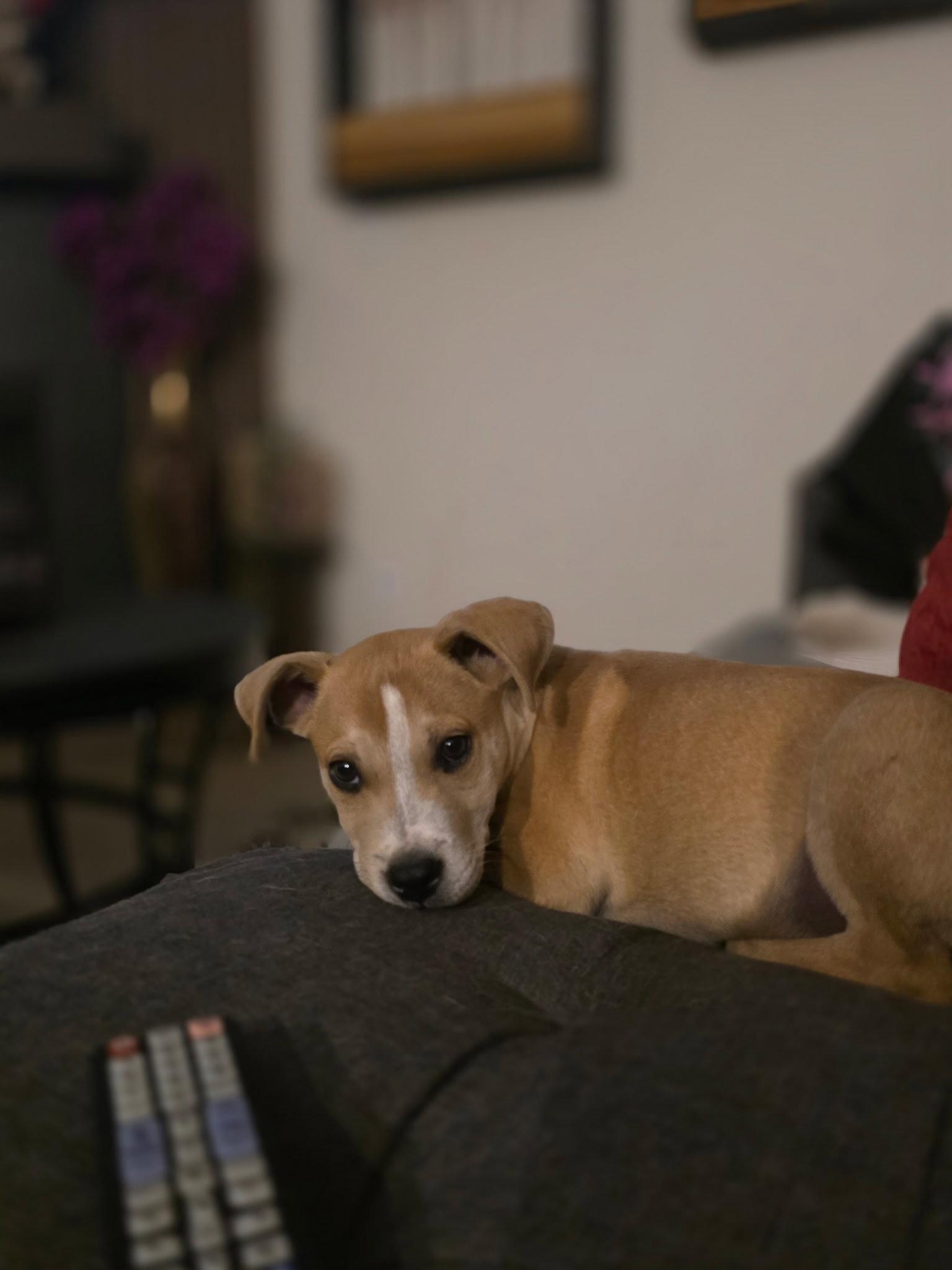 Enlarge Noodles & Co, a Adopted Cattle Dog in Salt Lake City, UT image 2/3