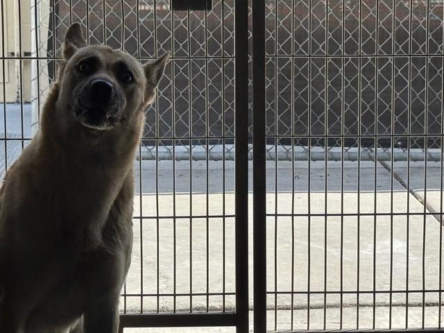 Enlarge FLYTE, a Adoptable Siberian Husky in Downey, CA image 1/1