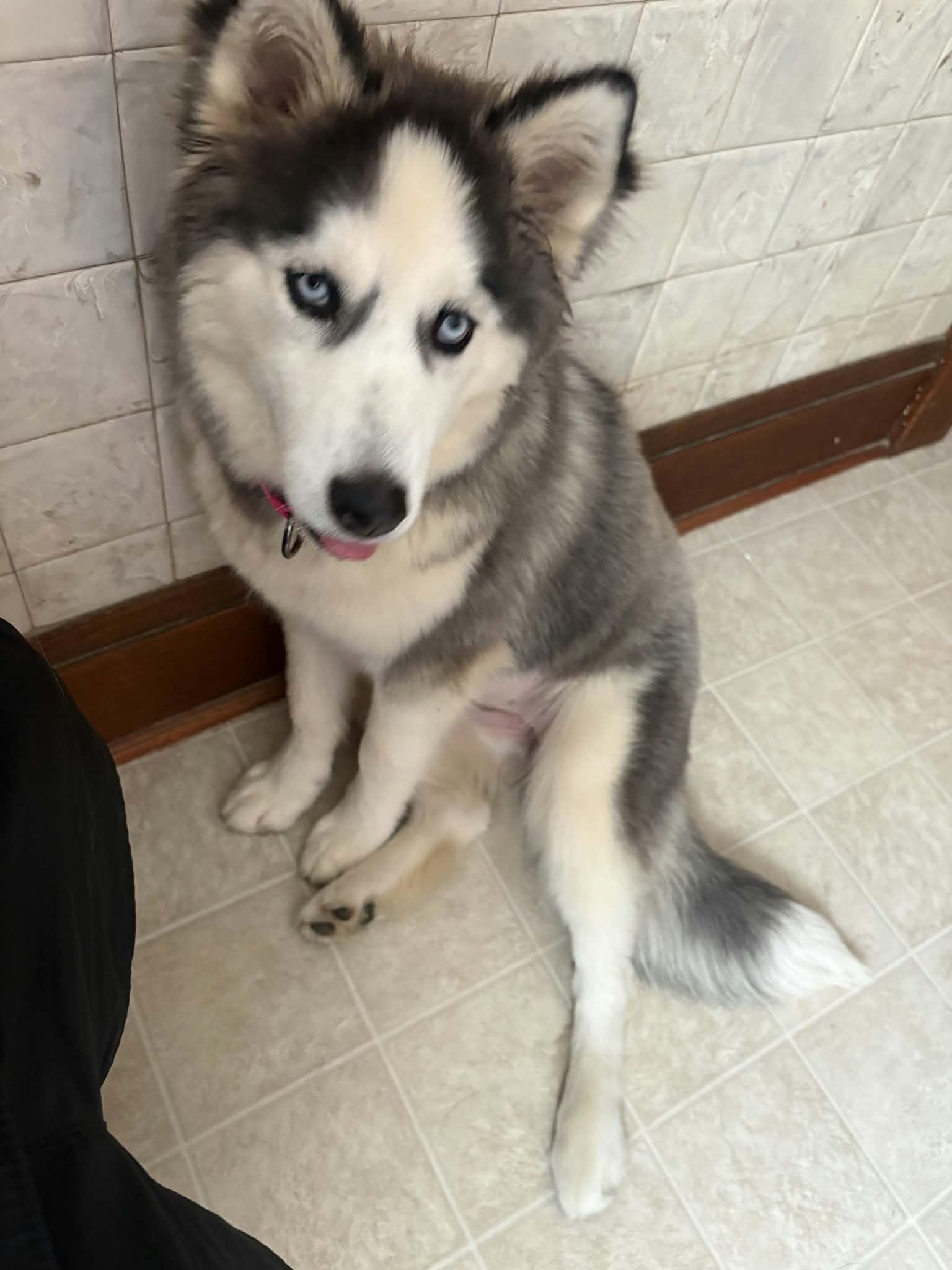 Kaia, a ADOPTABLE Siberian Husky in La Motte, IA image 4/4