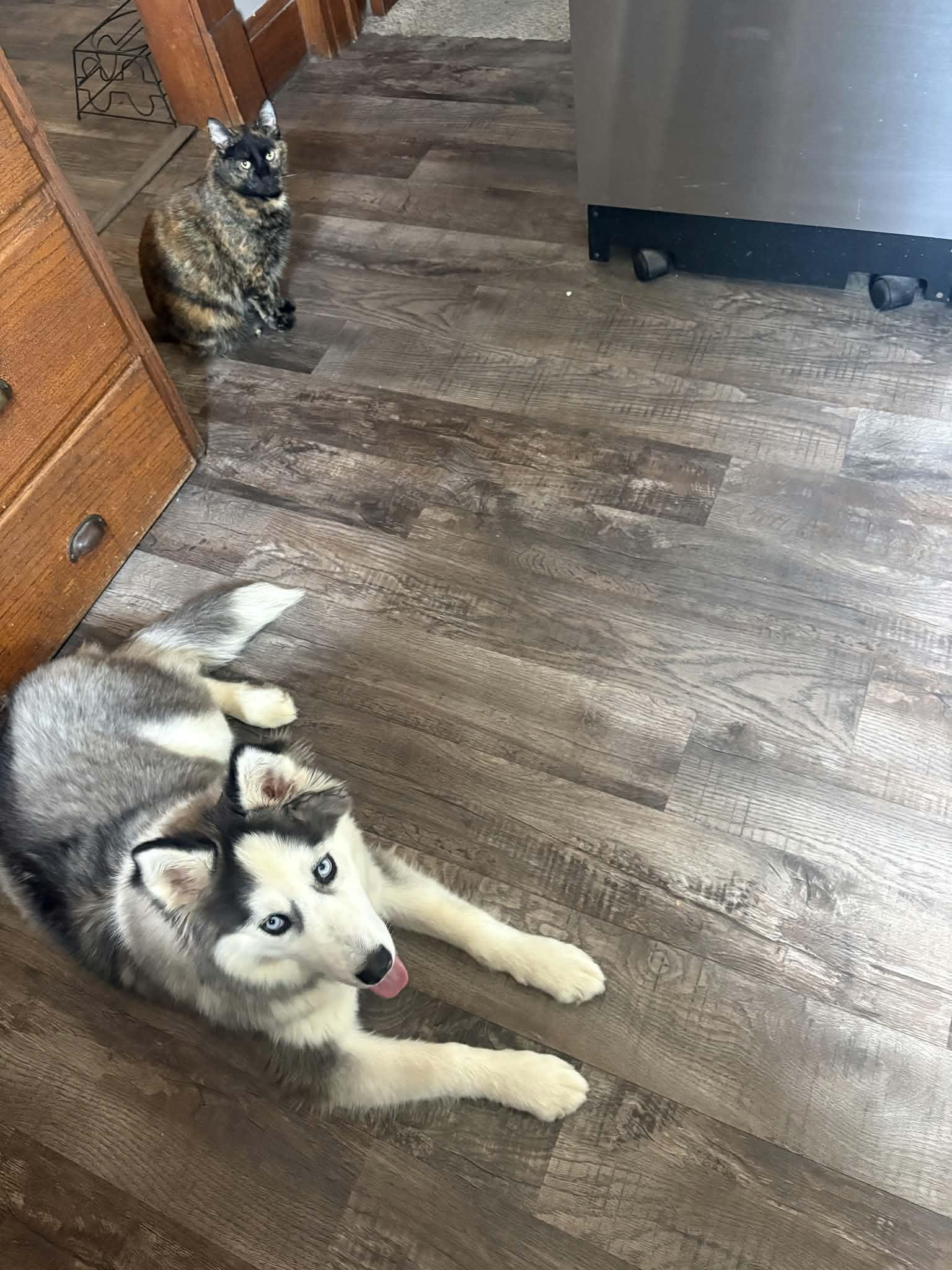 Kaia, a ADOPTABLE Siberian Husky in La Motte, IA image 3/4